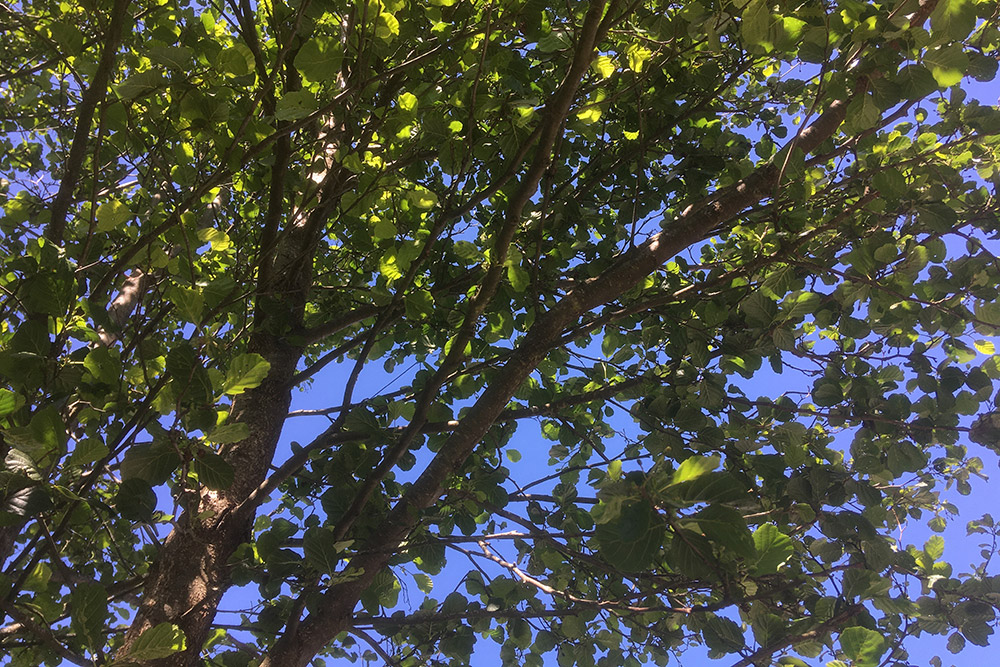 Pyscotherapy In The Vale